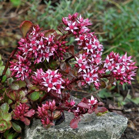 Sedum Dragons Blood Seed Red Stonecrop Ground Cover Seeds