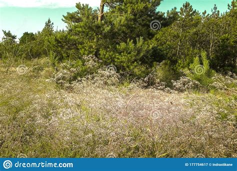 Forest Of Young Pines Next To Meadow Stock Image Image Of Blue Shrub