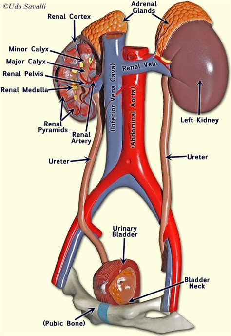 3d Model Male Urinary System