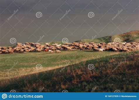Flock Of Sheep In Beautiful Idyllic Landscape At Sunset Stock Image