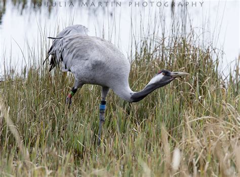 Crane Eurasian Crane The Wild Cranes Are From A Breeding Flickr