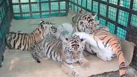 Tiger Cubs Fed By Dummy Mummy Youtube