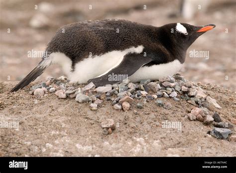 Gentoo Penguins Nesting Sight Neko Harbor Antarctica Pennisula