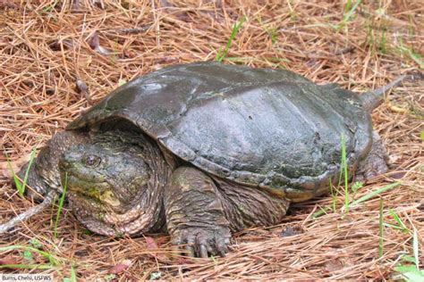 Alligator Snapping Turtle Facts The Largest Freshwater Turtle In America