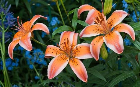 The Trouble With Lilies Fabulous But Fickle Telegraph