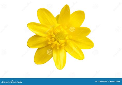 Yellow Spring Flower Isolated Stock Photo Image Of Yellow Bloom