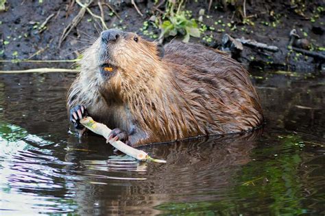 Beaver Catseye Pest Control