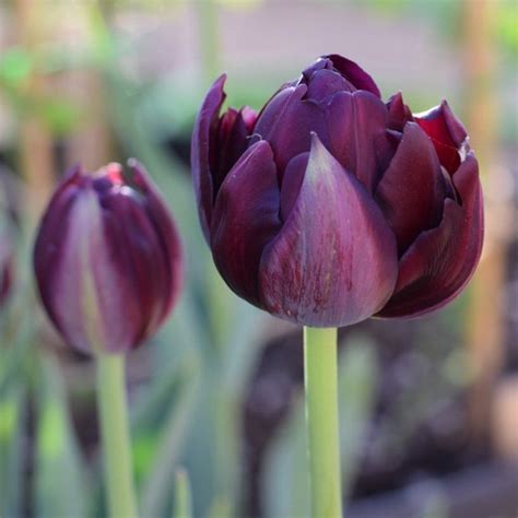 ‘black Hero Tulips I Love Them Hopefully They Arent Getting