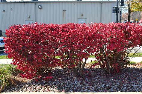 Dwarf Burning Bush Is A Great Deciduous Shrub For Fall Color