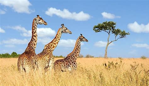 Giraffe Sex Is Even Weirder Than We Thought And It Involves Pee
