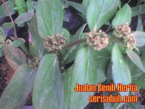 Khadiat ara tanah atau nama lain lemak ketam. Ara Tanah (Euphorbia hirta) | Jualan Benih dan Koleksi ...