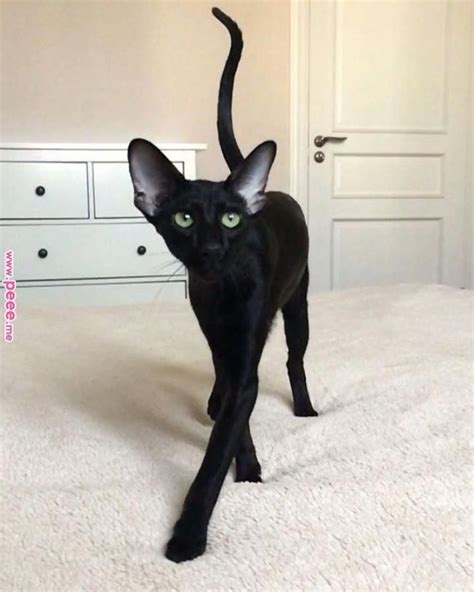 Oriental Shorthair And Siamese Oridisiacats On Instagram Beautiful