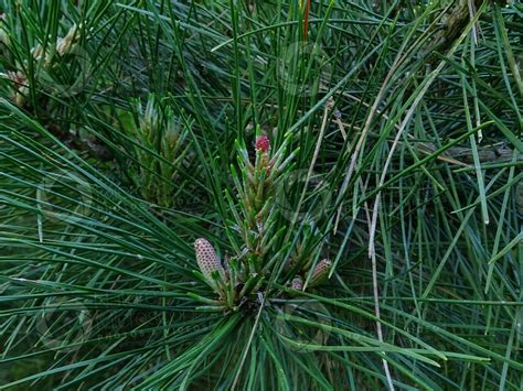 Pinus Tabuliformis Chinese Red Pine Female Strobilus Female