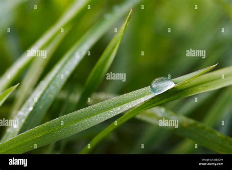 Wet Blob Hi Res Stock Photography And Images Alamy