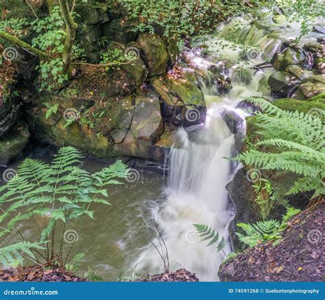 Waterfalls Stock Photo Image Of Moss Water Forest 74591268