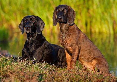 Hanoverian Scenthound Dog Breed Characteristic Daily And Care Facts