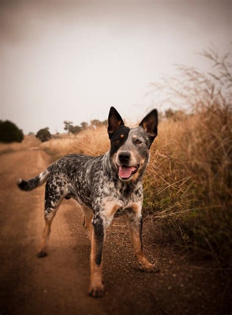 17 Best Images About Australian Cattle Dogs On Pinterest
