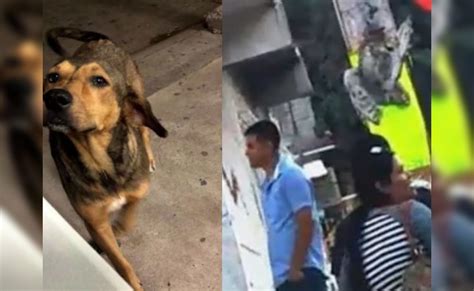 Dos casos de maltrato animal indignan a México mataron brutalmente a una lechuza y a un perro