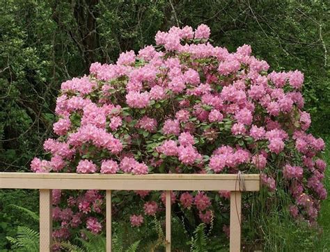 La ruellia è una pianta di origine tropicale, che quindi non può stare al di sotto dei 5 ° c. Siepe con fiori - Siepi - Siepe fiorita