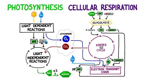 Photosynthesis And Cellular Respiration Similarities › Athens Mutual