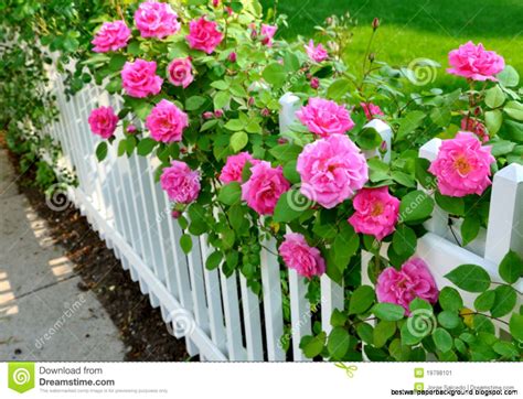 Roses On Fence Best Wallpaper Background