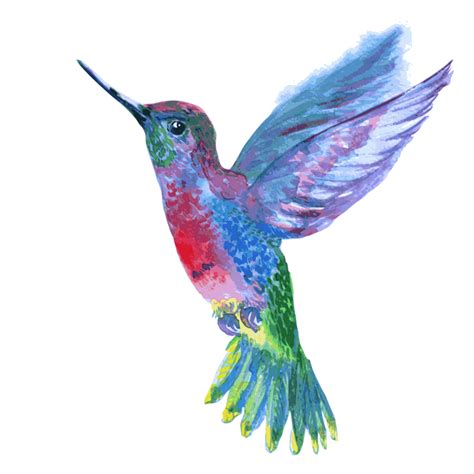 Watercolor Hummingbird Transparent Png Png Mart
