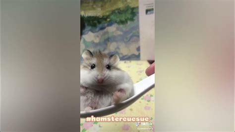 Hamster Tiktok Compilation 🍓🥰🍓 10 Youtube