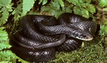 7 Black Snakes In Pennsylvania - A-Z Animals