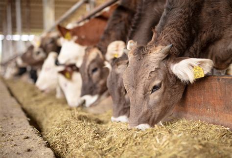 Livestock Production - Poledelstvo Erdzelija