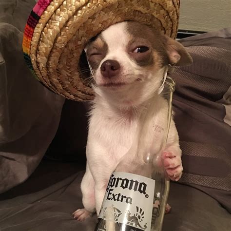 When You Have A Chihuahua A Sombrero And An Empty Corona Bottle You