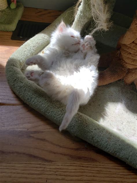 He's... - Ragdolls and Ragamuffins Cats and Kittens