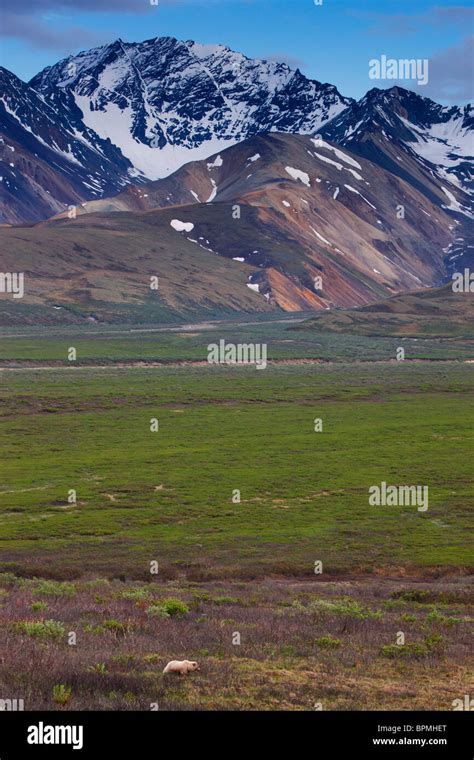 Grizzly Bear Denali National Park Alaska Stock Photo Alamy