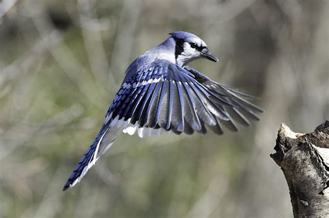 Caribbean nation launches new visa program for remote workers fr. blue jay in flight (Explored) | Ontario, Canada | Steve ...
