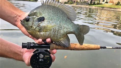 Fly Fishing For Huge Bluegill Youtube