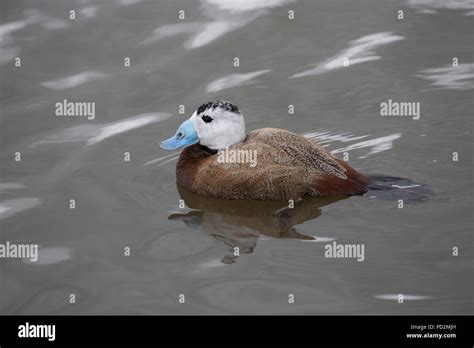 One Blue Billed Duck Oxyura Australis Swimming Slimbridge Uk Stock