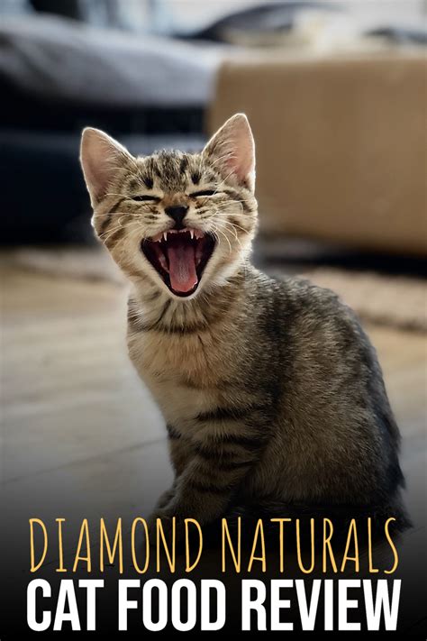 Diamond Naturals Cat Food Review Natural Cat Food Cat Food Reviews Cats