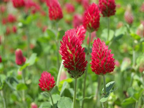 Integrated pest elimination starts with learning how and why an infestation entered a house or building. Improve Your Garden Soil With Cover Crops | North Carolina ...