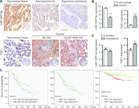 expression of mir 1207 5p and csf1 in nsclc and control non cancerous download scientific