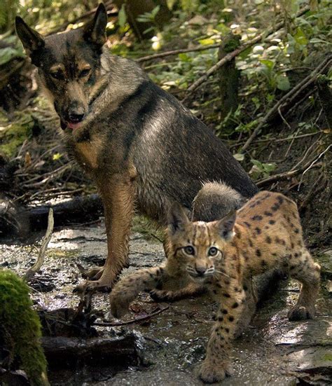 Dog Adopts Three Lynx Cubs 7 Pics