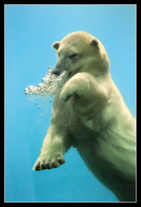Polar Bear Polar Bear Bear Polar