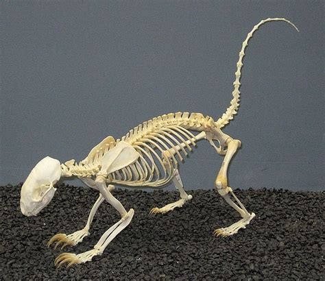 Taxidermy Art Animal Anatomy Anatomy For Artists Dinosaur Fossils