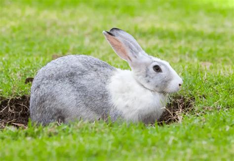 Why Do Rabbits Dig Holes Then Fill Them In An Explanation Rabbit