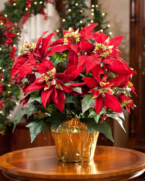 Artificial Christmas Plants And Flowers 2023 New The Best List Of