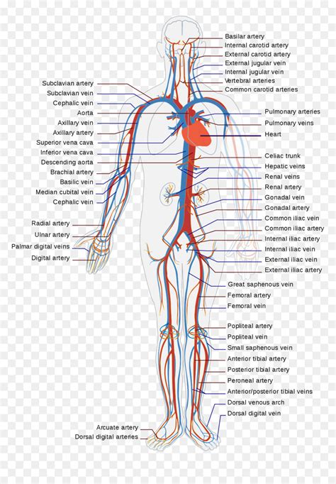 Diagram Of Veins And Arteries In Body Hd Png Download Vhv