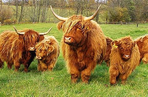 Scotland Cows Highland Cattle Interesting Facts And Photographs All