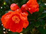 pomegranate tree flowers - Google Search | Remixing the Bloom ...