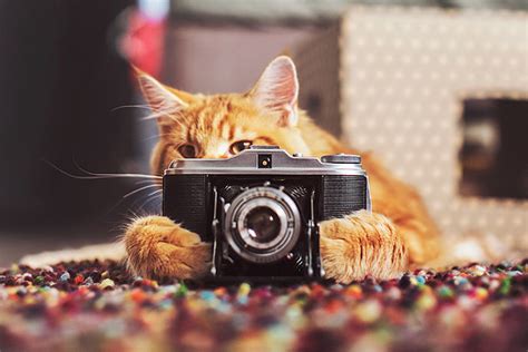Cutlet The Cat Poses For His Personal Human Photographer Demilked