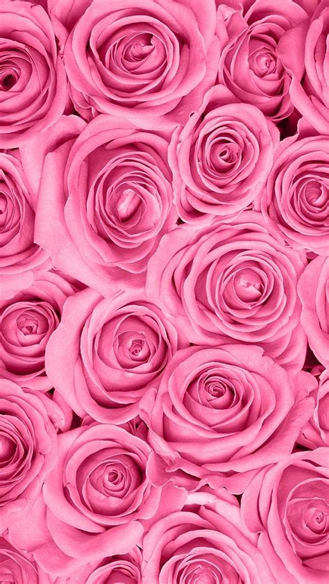 Pink Roses Fondos De Flores Fondo De Pantalla Flor Rosa Y Temas Para