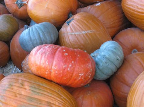 Brief History Of Pumpkins Holidappy Celebrations