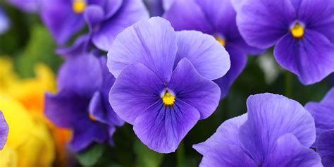 How To Grow Violas Best Viola Varieties Which